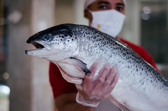 Atendente da A Peixaria segurando um salmão inteiro e fresco